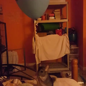 chinchilla,balloon