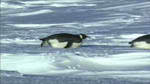 penguin,penguins,sliding,a day