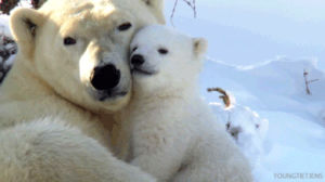 polar bear,cuddling,love,hug