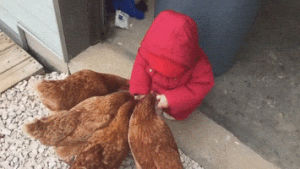 wasted,toddler,fail,baby,chicken