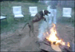 fire,dog,animals,jumps