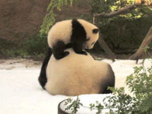 mama bear,cute,animals,baby,mom,wrestling,panda,falling,cub,san diego zoo,snow day,manjula