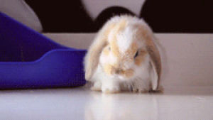 bunny,funny,funy bunnies,lol,laugh,rabbit
