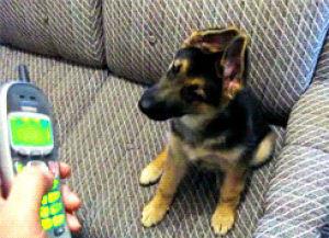 confused,chat,dog,puppy,phone,cute puppy,puppy dog
