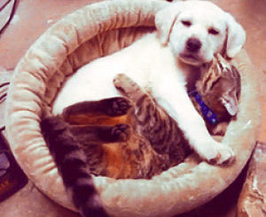 puppy,cat,dog,hug,animals spooning