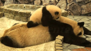 panda,baby,mother,animals,animal,panda bears,panda cub