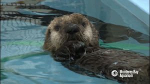 monterey bay aquarium,rubbing eyes,disbelief,what,omg,shock,no way,otter,pup,sea otter,sea otter pup,otter pup