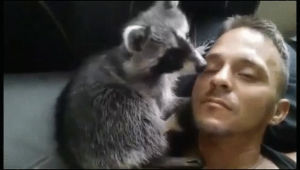 raccoon,cuddles