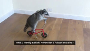 wtf,crazy,bike,raccoon