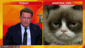 reporter,laughing,grumpy,cat,up,grumpy cat,cracks