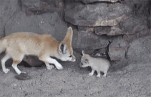 fox,fennec fox,licking,kissing,animals