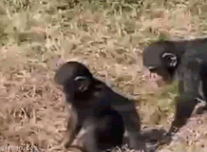 animals being dicks,monkey,animals being jerks,push