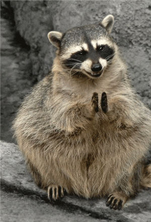 animals,clapping,raccoon