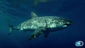 discovery,underwater,shark,discovery channel,watching,great white shark,tv,television,animal,watch,whoa,documentary,close,sharks,shark week,great white,sea creature,shark week 2013,nature documentary