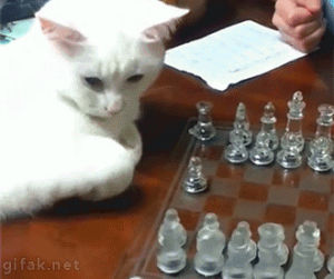 chess,cat,smart