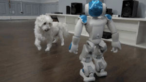dog,fail,robot,falling,robot fail