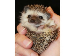with,hedgehogs,trying to cheer myself up