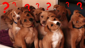 question,dog,what,confused,puppies