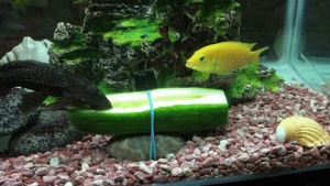 fish,aquarium,cucumbers,likes