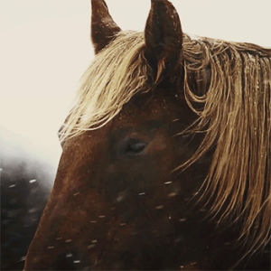 horses,winter,horse,animals,snow,animal,my photo