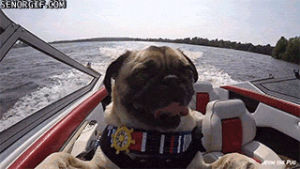 dogs,pugs,boats