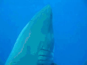 shark,giant,huge,great white shark