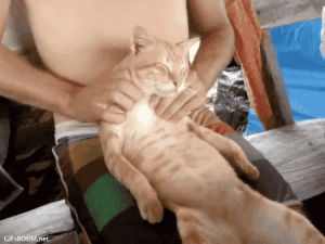 cat,massage