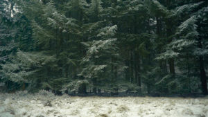 cold,nature,cinemagraph,winter,ice,forest,trees,snowing,living stills