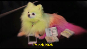 dog,chihuahua,money,rich bitch