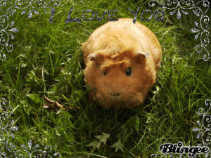 guinea pig,angry,i love you,animals,confused,blingee,staring,frowning