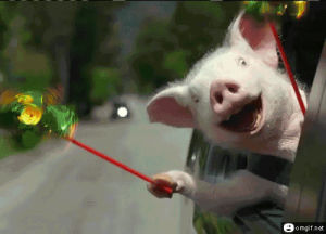 ridiculous,funny pigs,animals,laughing,animals are weird,funny pig
