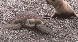 Tortuga Tortue Ninja Turtle Gif Find On Gifer