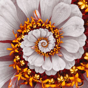 nature,spring,hypnotic,white,petals,spiral,flower,hypnosis,konczakowski,petal