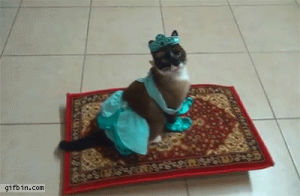 magic carpet,costume,cat,the real aladdin