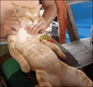 massage,lazy,cat,relaxing