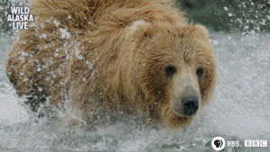 bear,grizzly bear,furry,sleepy bear,cute,animal,bbc,bbc one,wildlife,alaska,alaska live,bear cub,skill