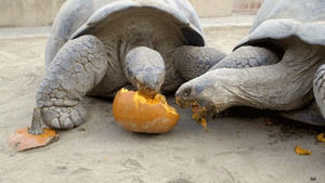 galapagos,animals,fall,pumpkin,treat,tortoise,san diego zoo