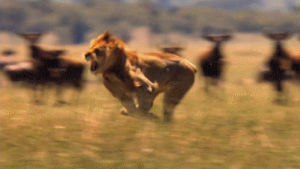 lion,lions,big cat,running