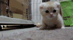 cat,animal,kawaii,adorable,sweet,little,cub
