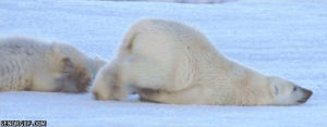 polar bear,animals,sleepy,lazy,mondays,puns,case of the mondays