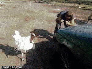animals,scared,boxing,puns,turkey,flapping,rooster