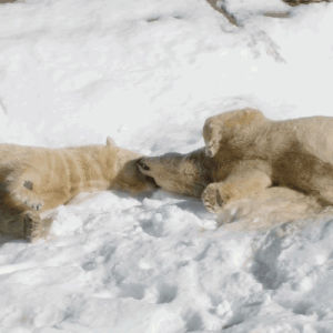 polar bear,snow,animals,friends,bears,san diego zoo