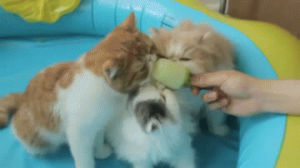 popsicle,cats