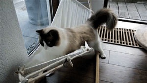 cat,fail,playing,siz,hammock,stepping