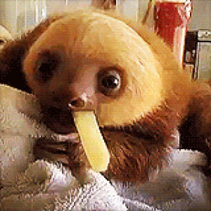 animals,eating,hungry,sloth,sloths,meet the sloths
