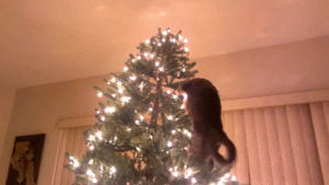 christmas,tree,cat,ratburn
