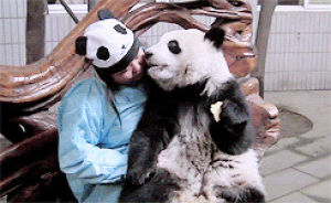 panda,kiss,giant panda,animals,animal,eating,bear,panda bear,shes so lucky,panada