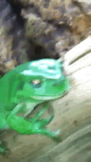 frog,hello,howdy,animals,animal,pets,waving,gumby,amphibian,whites tree frog