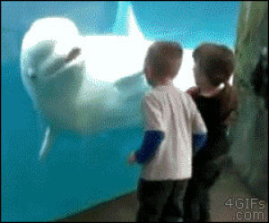 beluga whale animated clipart for kids