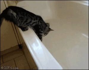 bath tub,cat,fail,bath,lol cat